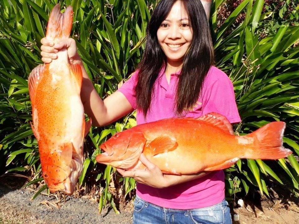 Flying Fish Point Tourist Park Hotel Innisfail Bagian luar foto